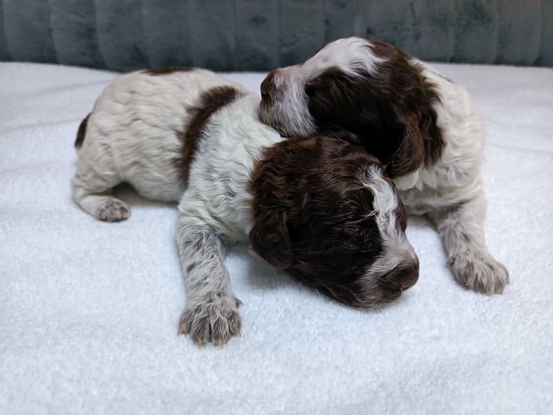 Welpen Lagotto Romagnolo