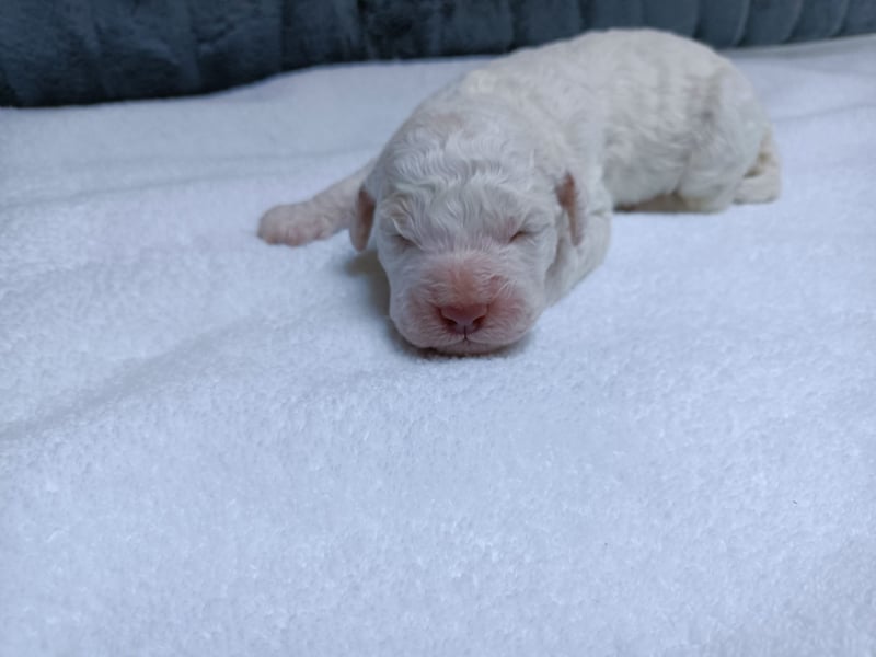 Welpen Lagotto Romagnolo