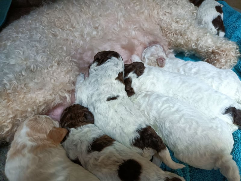 Welpen Lagotto Romagnolo