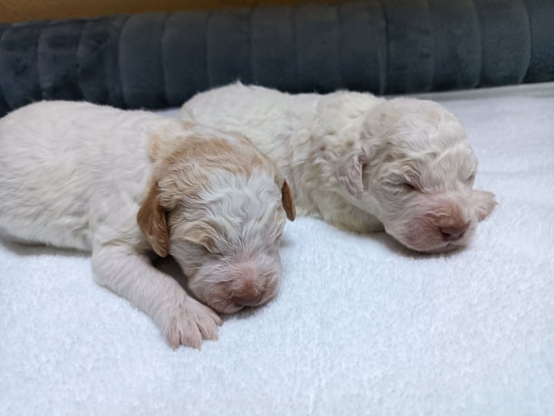 Welpen Lagotto Romagnolo
