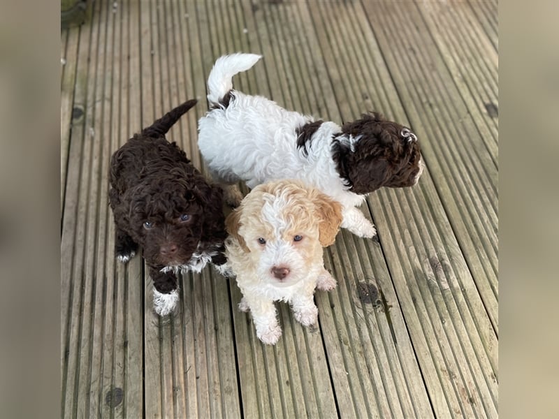 Lagotto Romagnolo- Wurfplanung 2025