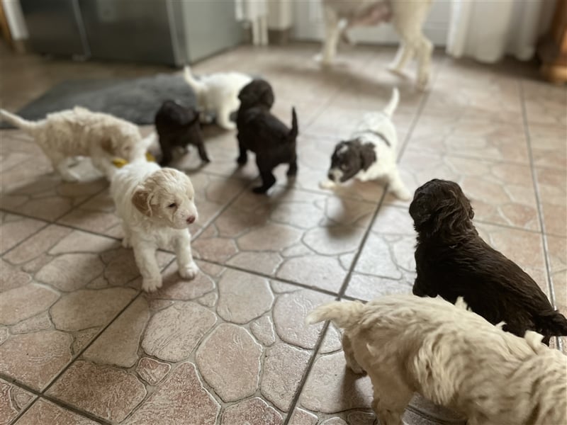 Lagotto Romagnolo- Wurfplanung 2025