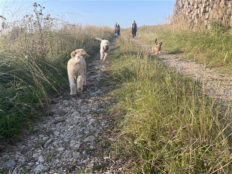 Lagotto Romagnolo- Wurfplanung 2025