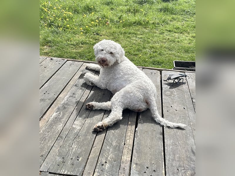 Lagotto Romagnolo- Wurfplanung 2025