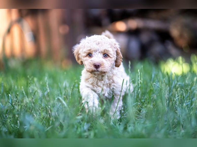 Lagotto Romagnolo Welpen