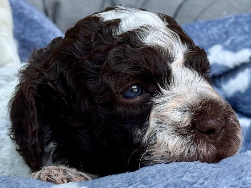 Verschmuster Lagotto-Bub