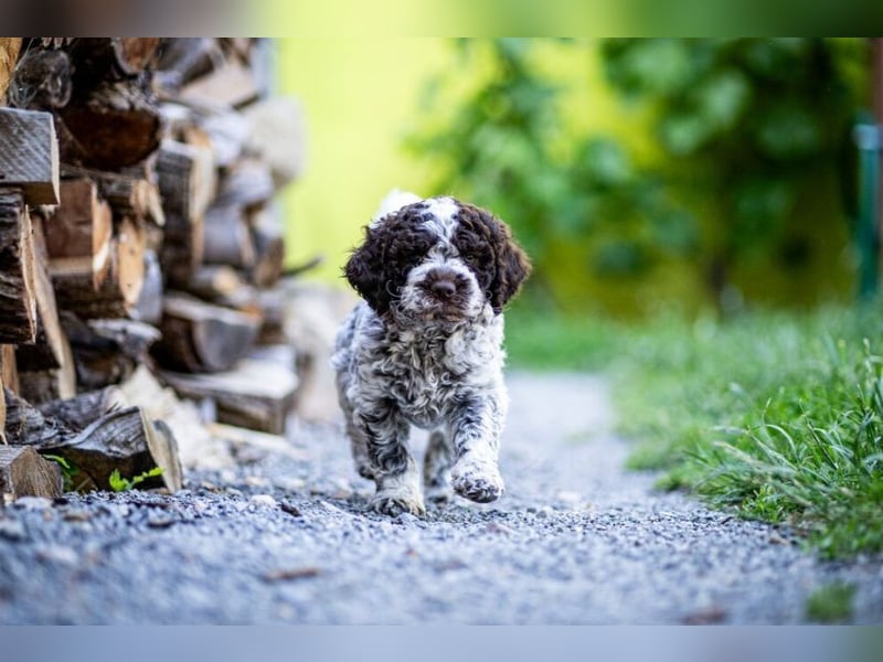 Lagotto Romagnolo Welpen