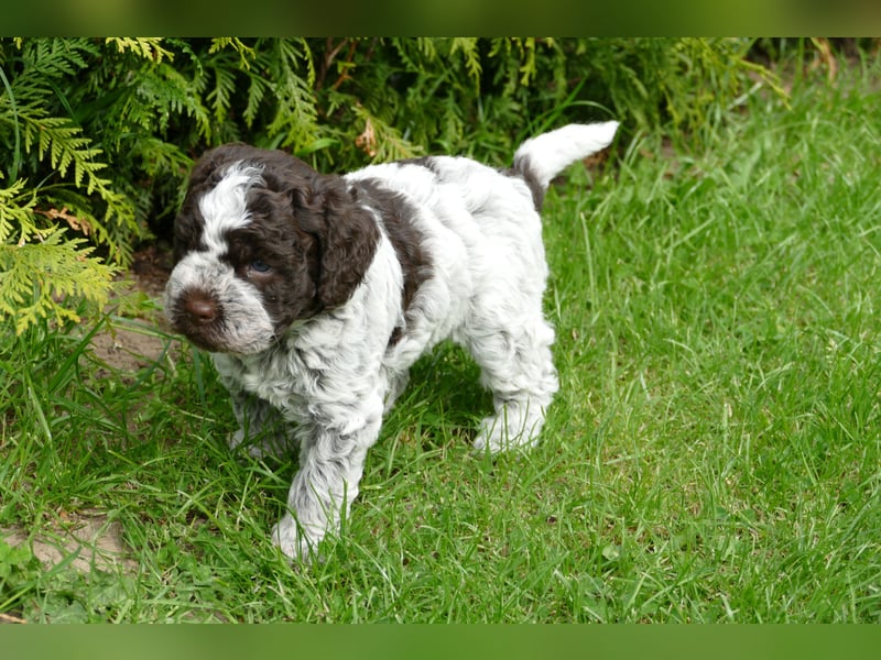Süße Lagotto Romagnolo Welpen mit Ahnenpass