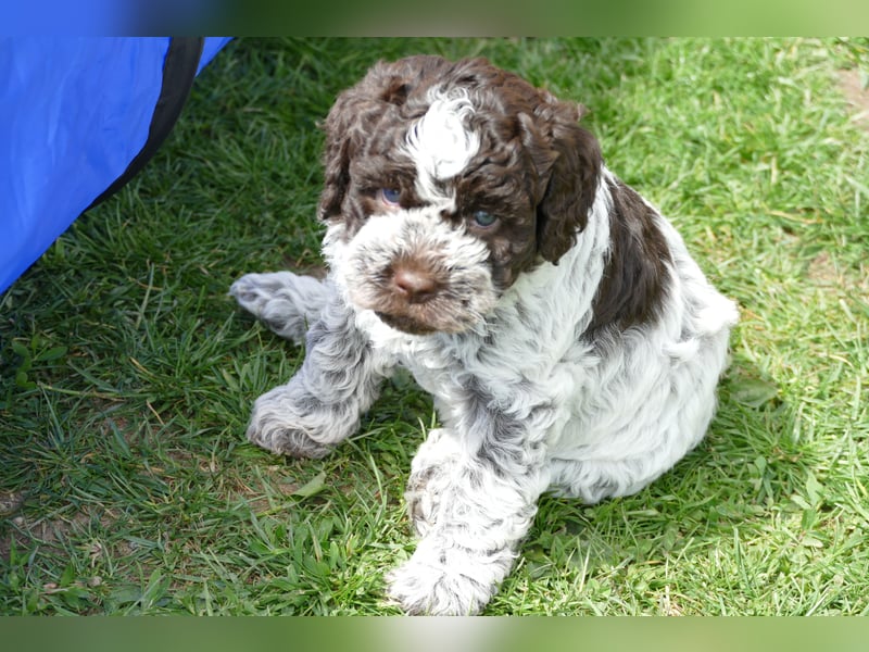 Süße Lagotto Romagnolo Welpen mit Ahnenpass
