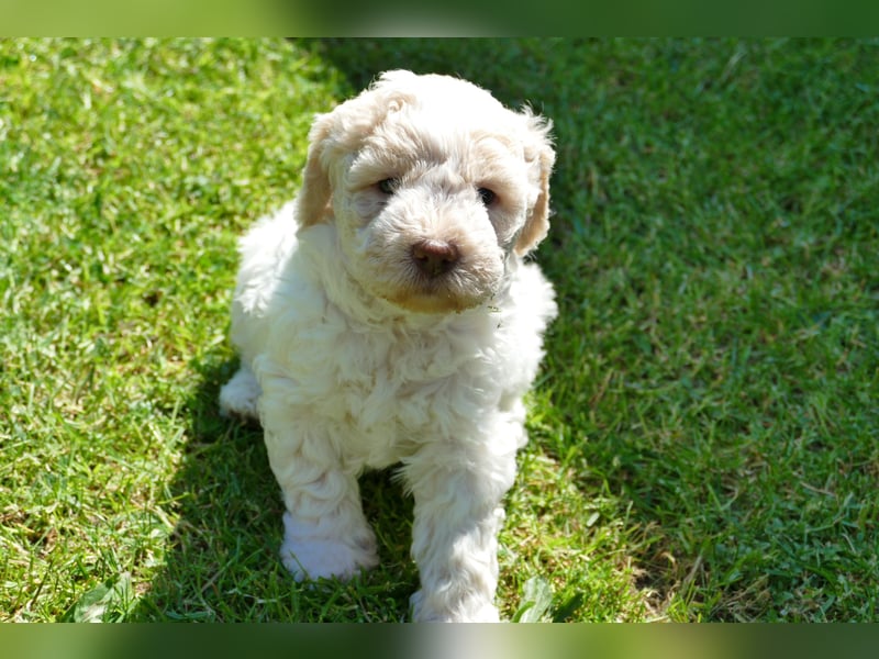 Süße Lagotto Romagnolo Welpen mit Ahnenpass