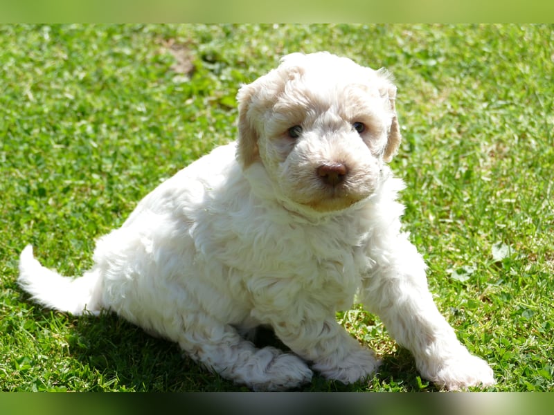 Süße Lagotto Romagnolo Welpen mit Ahnenpass