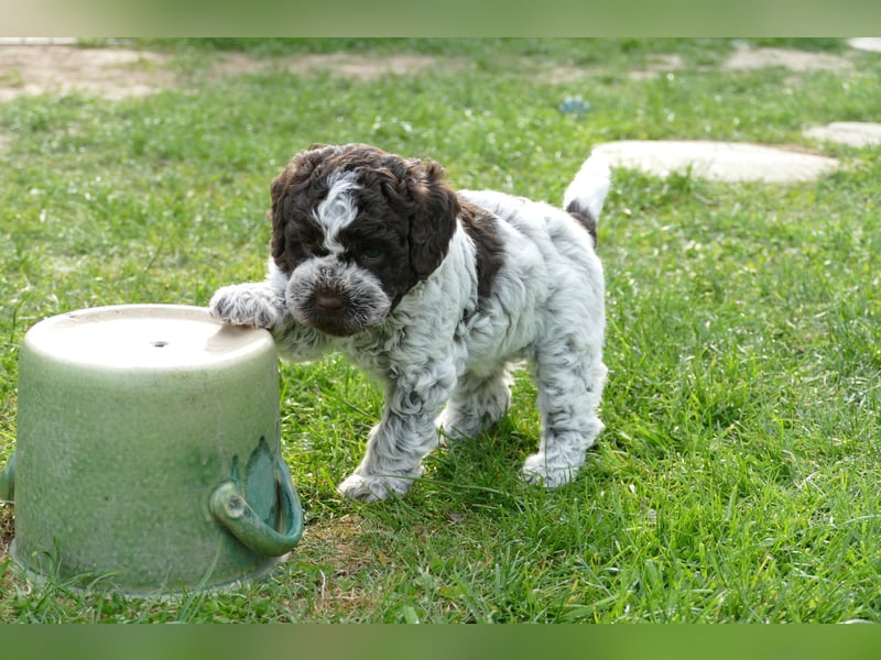 Süße Lagotto Romagnolo Welpen mit Ahnenpass
