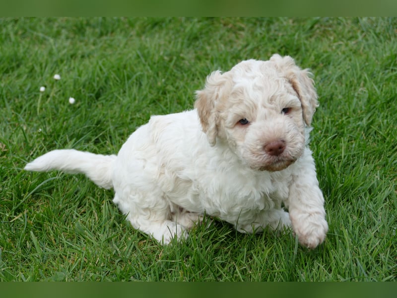 Süße Lagotto Romagnolo Welpen mit Ahnenpass