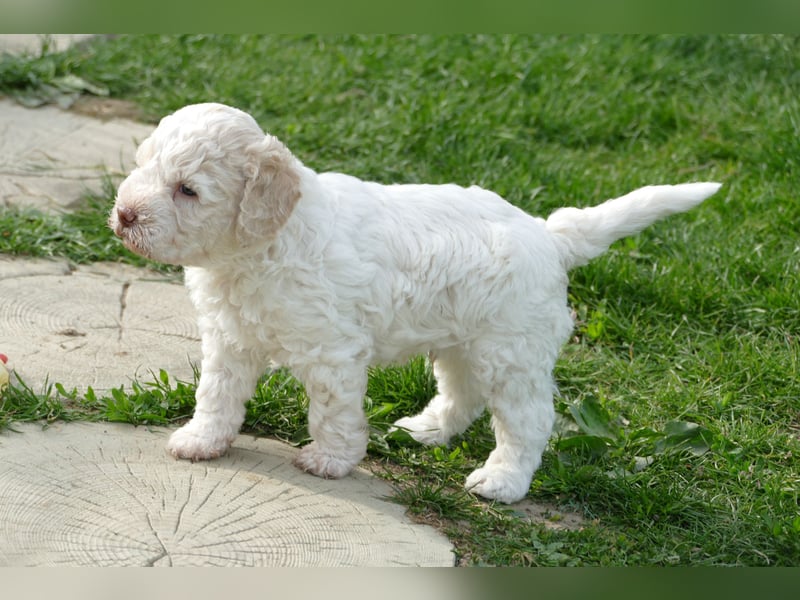 Süße Lagotto Romagnolo Welpen mit Ahnenpass