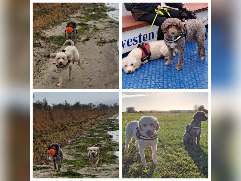 Lagotto Romagnolo / Perro de Aqua