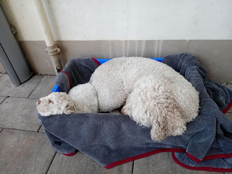 Lagotto Romagnolo / Perro de Aqua