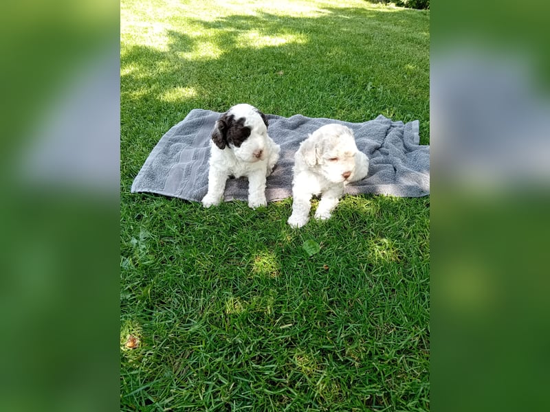 Lagotto Romagnolo / Perro de Aqua