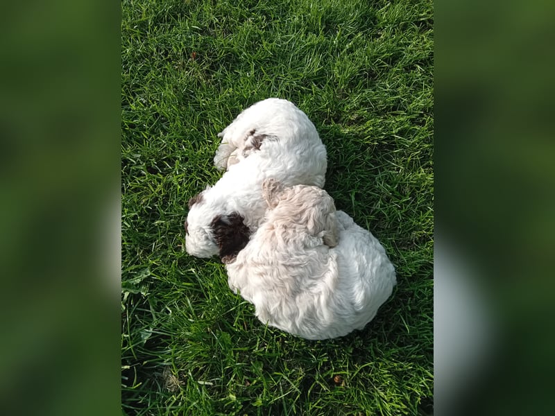 Lagotto Romagnolo / Perro de Aqua