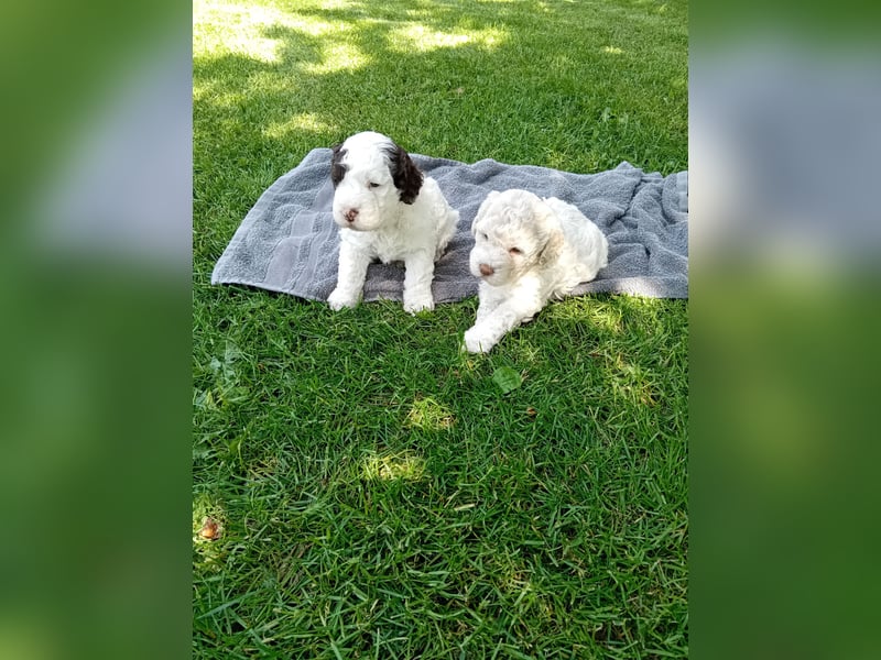 Lagotto Romagnolo / Perro de Aqua