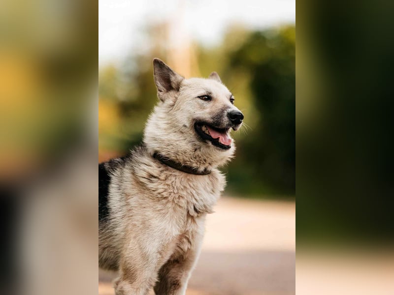 Sanfte Tika sucht liebevolles Zuhause Sanfte Tika sucht liebevolles Zuhause