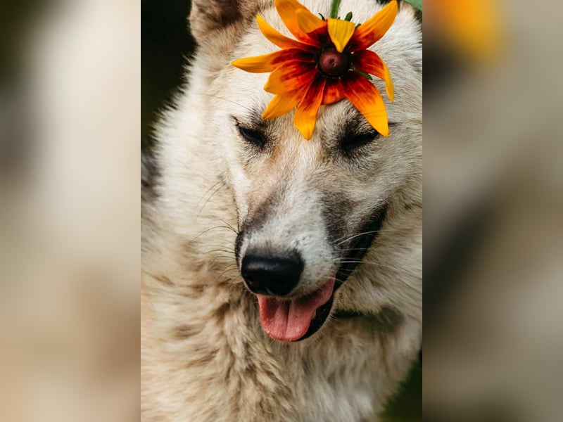 Sanfte Tika sucht liebevolles Zuhause Sanfte Tika sucht liebevolles Zuhause