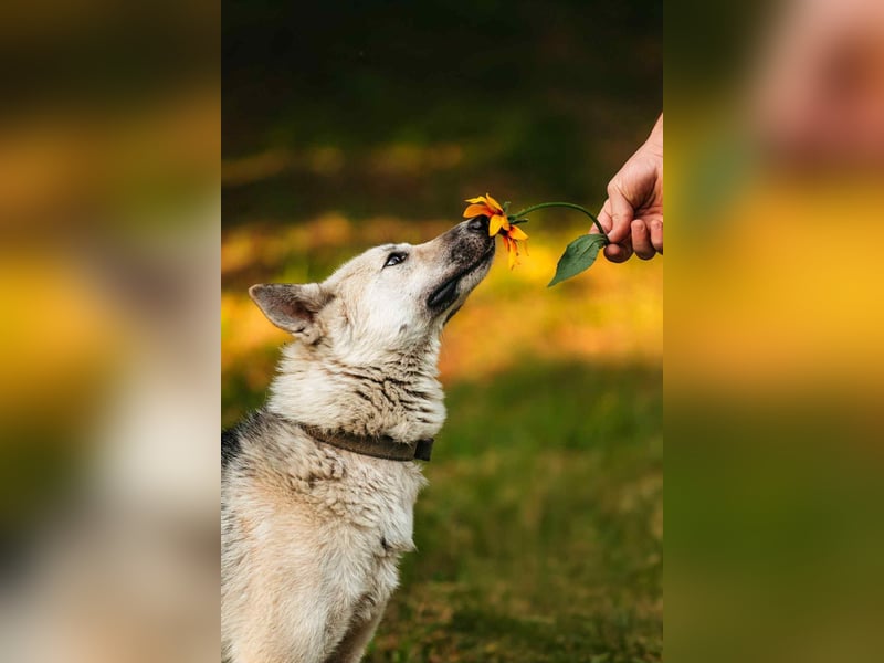 Sanfte Tika sucht liebevolles Zuhause Sanfte Tika sucht liebevolles Zuhause