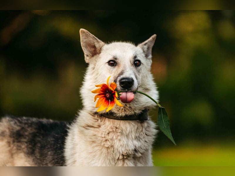 Sanfte Tika sucht liebevolles Zuhause Sanfte Tika sucht liebevolles Zuhause