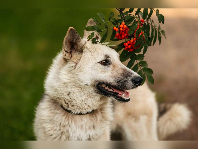 Sanfte Tika sucht liebevolles Zuhause Sanfte Tika sucht liebevolles Zuhause