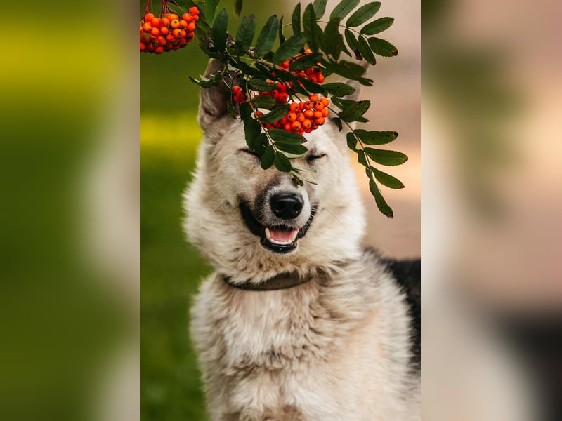 Sanfte Tika sucht liebevolles Zuhause Sanfte Tika sucht liebevolles Zuhause