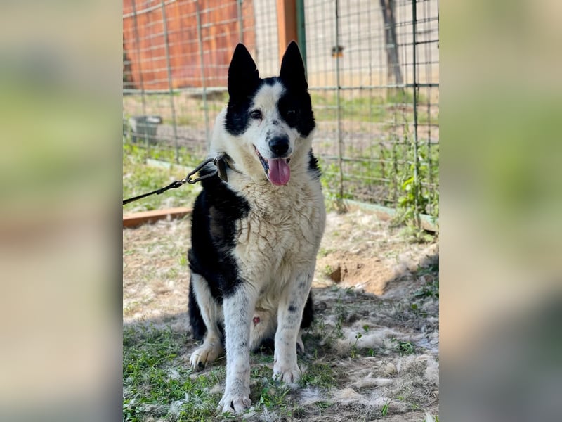 BURAN- sucht Altersruhesitz