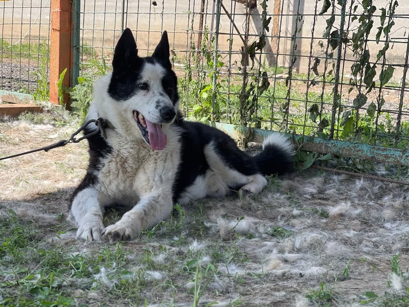 BURAN- sucht Altersruhesitz