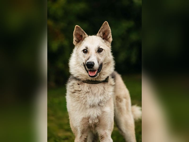Sanfte Tika sucht liebevolles Zuhause