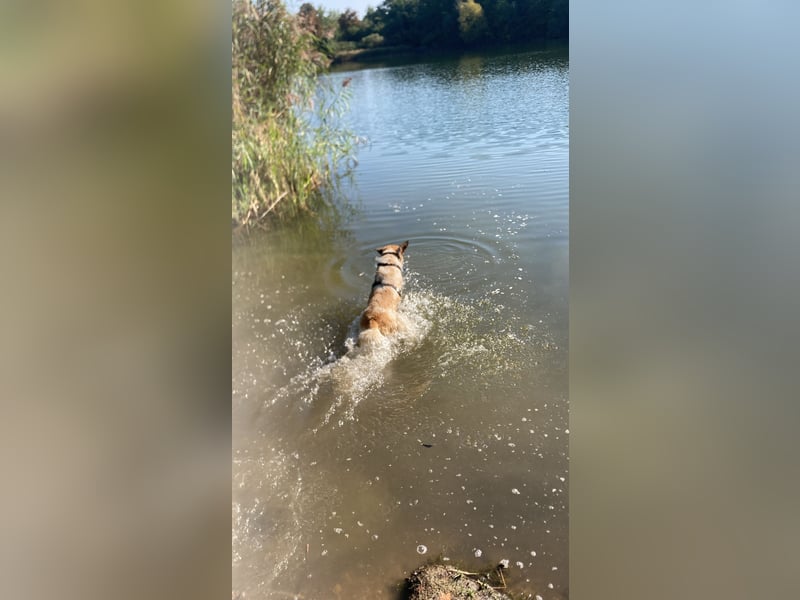 Süße Suki sucht ein passendes Zuhause