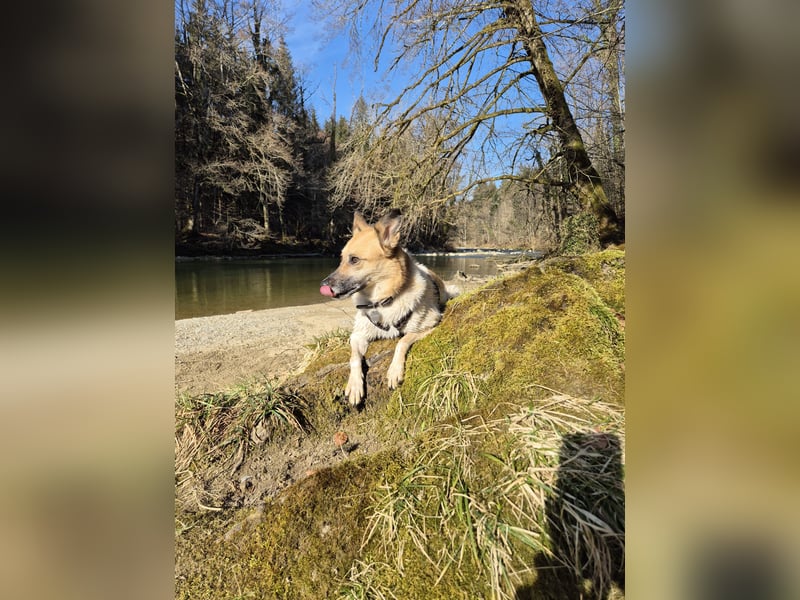 Süße Suki sucht ein passendes Zuhause