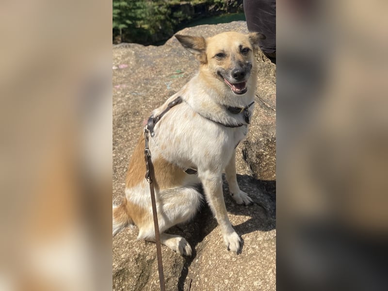 Süße Suki sucht ein passendes Zuhause