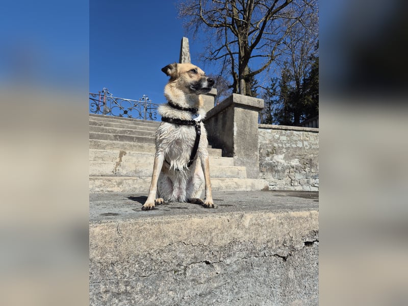 Süße Suki sucht ein passendes Zuhause