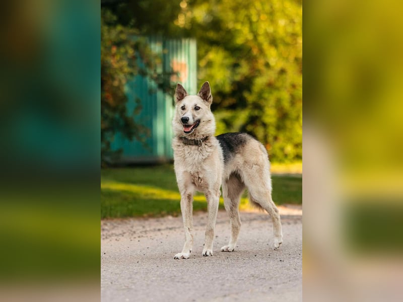 Sanfte Tika sucht liebevolles Zuhause