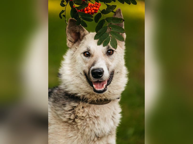 Sanfte Tika sucht liebevolles Zuhause