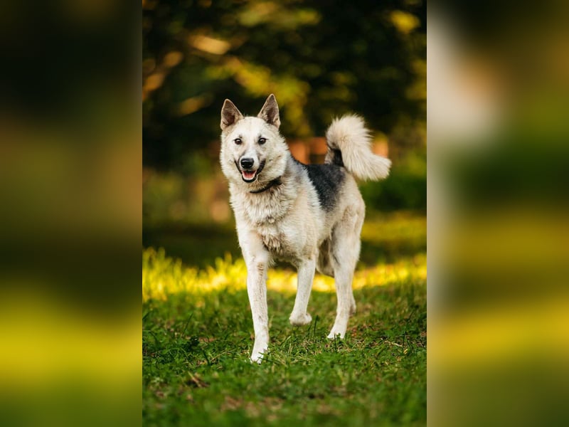 Sanfte Tika sucht liebevolles Zuhause