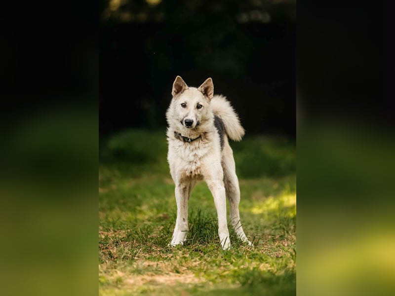 Sanfte Tika sucht liebevolles Zuhause