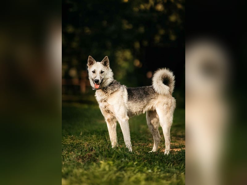 Sanfte Tika sucht liebevolles Zuhause