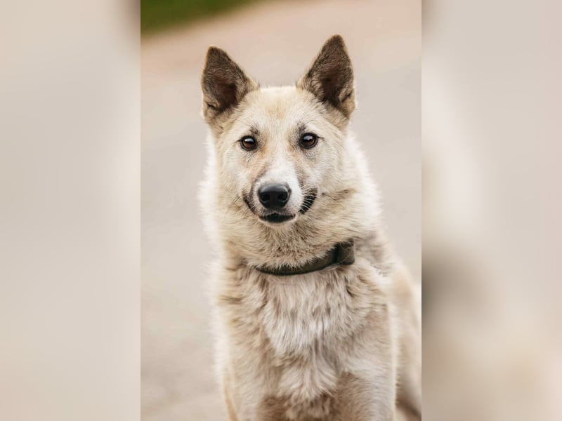 Sanfte Tika sucht liebevolles Zuhause