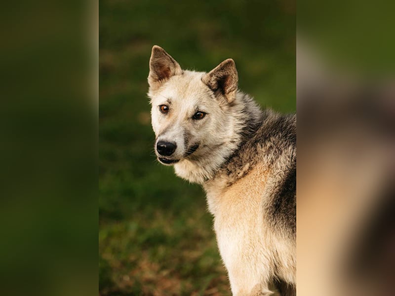 Sanfte Tika sucht liebevolles Zuhause