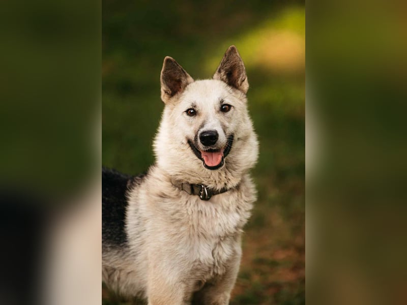 Sanfte Tika sucht liebevolles Zuhause