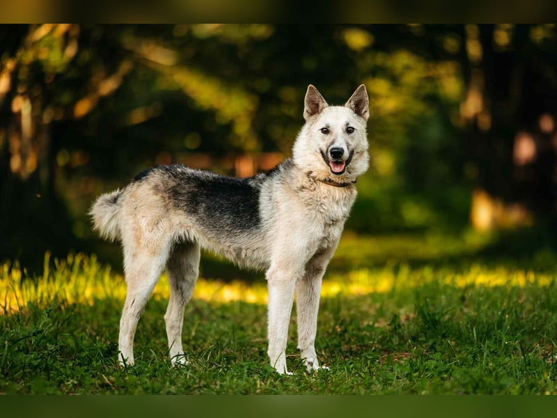Sanfte Tika sucht liebevolles Zuhause