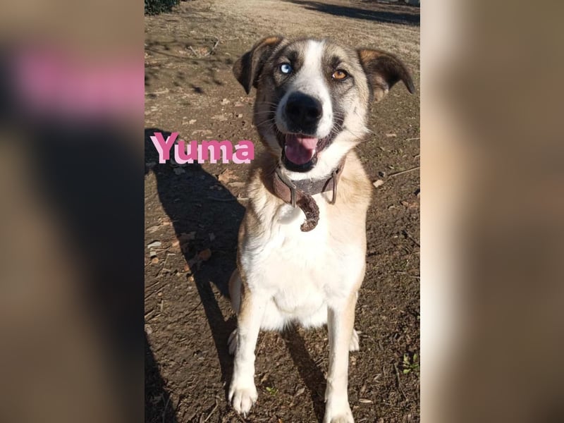 Yuma, geb. 03/22 - kinderlieber Husky-Mix sucht sportliches Zuhause