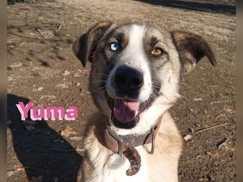 Yuma, geb. 03/22 - kinderlieber Husky-Mix sucht sportliches Zuhause