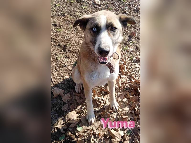 Yuma, geb. 03/22 - kinderlieber Husky-Mix sucht sportliches Zuhause