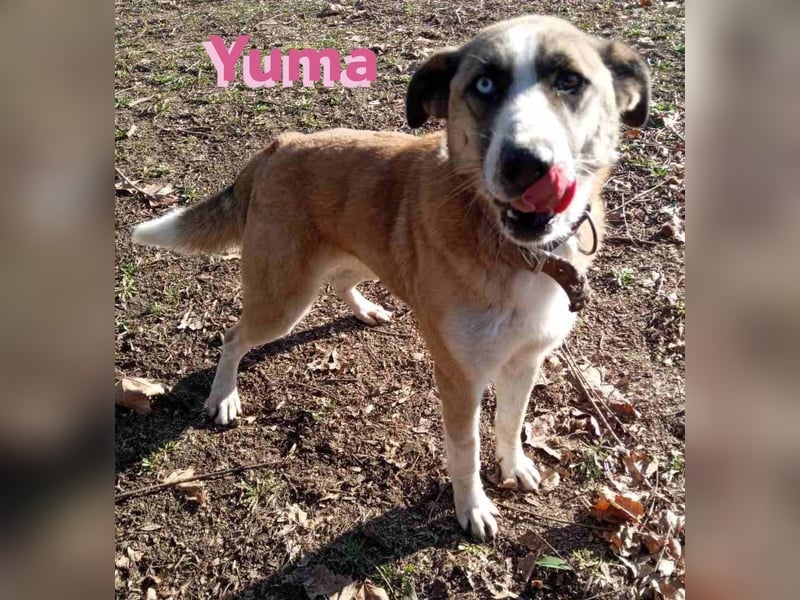 Yuma, geb. 03/22 - kinderlieber Husky-Mix sucht sportliches Zuhause