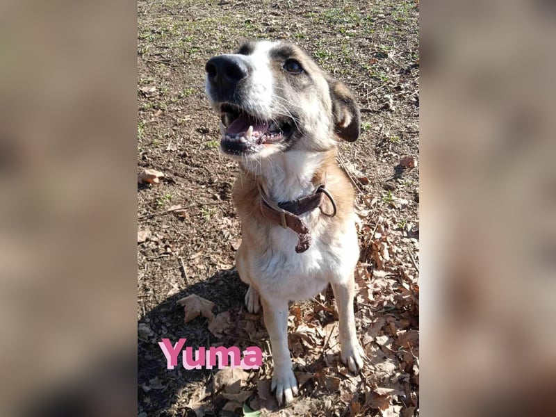 Yuma, geb. 03/22 - kinderlieber Husky-Mix sucht sportliches Zuhause